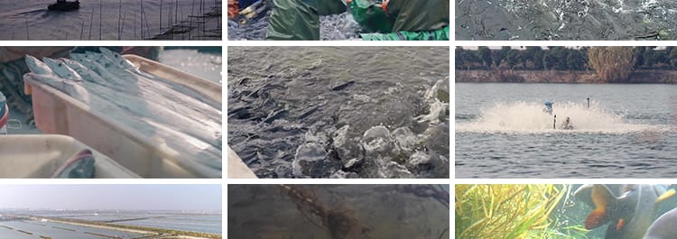 水产螃蟹大闸蟹养殖鱼塘网捕捞抓鱼草鱼养鱼河塘龙虾海鲜视频素材