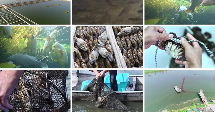 水产螃蟹大闸蟹养殖鱼塘网捕捞抓鱼草鱼养鱼河塘龙虾海鲜视频素材