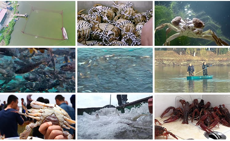 水产螃蟹大闸蟹养殖鱼塘网捕捞抓鱼草鱼养鱼河塘龙虾海鲜视频素材