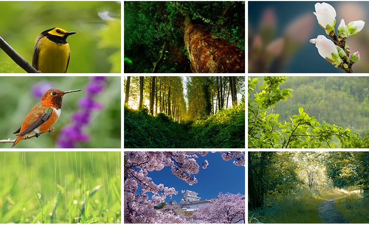 春天阳光明媚春暖花开桃花万物复苏发芽柳树嫩芽小鸟春雨视频素材