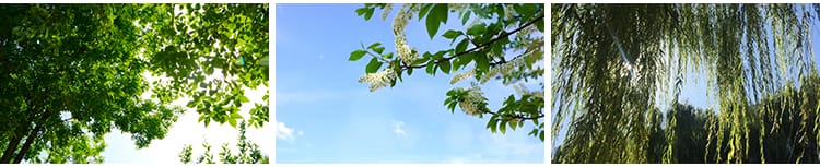 春天阳光明媚春暖花开桃花万物复苏发芽柳树嫩芽小鸟春雨视频素材