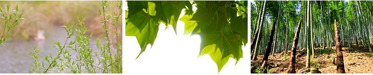 春天阳光明媚春暖花开桃花万物复苏发芽柳树嫩芽小鸟春雨视频素材