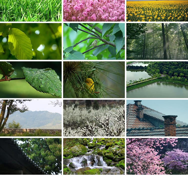 春天阳光明媚春暖花开桃花万物复苏发芽柳树嫩芽小鸟春雨视频素材
