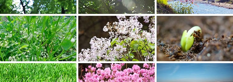 春天阳光明媚春暖花开桃花万物复苏发芽柳树嫩芽小鸟春雨视频素材
