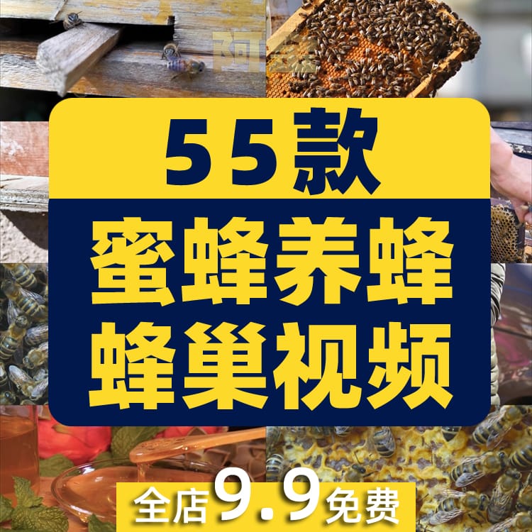 蜜蜂人养蜂蜂巢养殖采蜂蜜蜂箱抖音短视频自媒体高清实拍素材剪辑