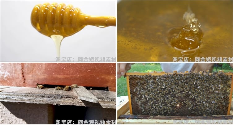 蜜蜂人养蜂蜂巢养殖采蜂蜜蜂箱抖音短视频自媒体高清实拍素材剪辑