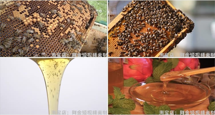 蜜蜂人养蜂蜂巢养殖采蜂蜜蜂箱抖音短视频自媒体高清实拍素材剪辑