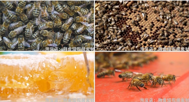 蜜蜂人养蜂蜂巢养殖采蜂蜜蜂箱抖音短视频自媒体高清实拍素材剪辑