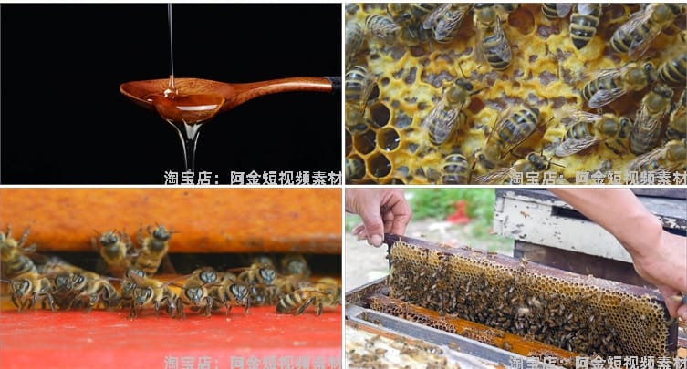 蜜蜂人养蜂蜂巢养殖采蜂蜜蜂箱抖音短视频自媒体高清实拍素材剪辑