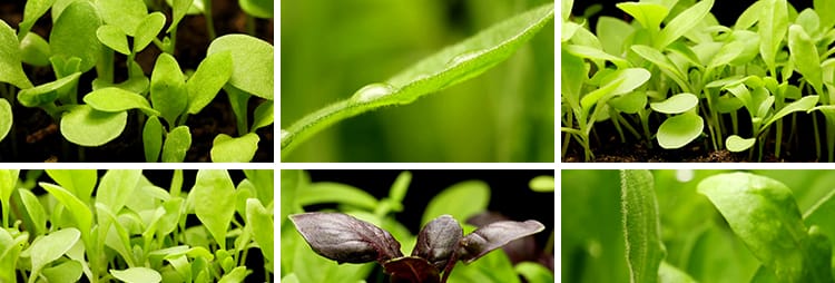 种子发芽植物快速生长延时绿色幼苗嫩苗从土壤破土而出短视频素材