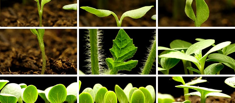 种子发芽植物快速生长延时绿色幼苗嫩苗从土壤破土而出短视频素材