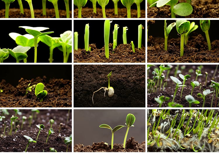 种子发芽植物快速生长延时绿色幼苗嫩苗从土壤破土而出短视频素材