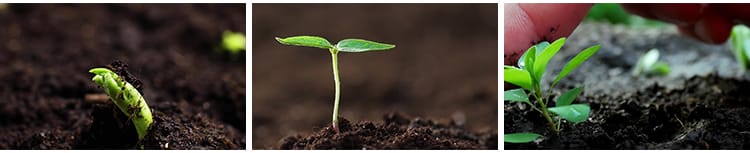 种子发芽植物快速生长延时绿色幼苗嫩苗从土壤破土而出短视频素材