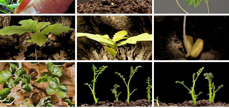 种子发芽植物快速生长延时绿色幼苗嫩苗从土壤破土而出短视频素材