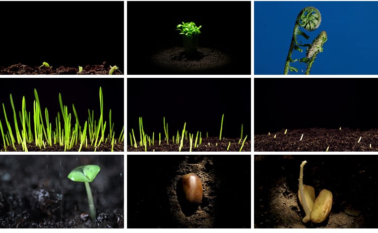 种子发芽植物快速生长延时绿色幼苗嫩苗从土壤破土而出短视频素材
