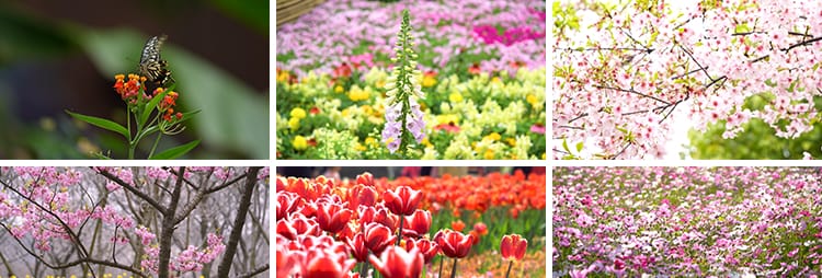 四季植物天气变幻变化季节交替春夏秋冬季抖音高清剪辑短视频素材