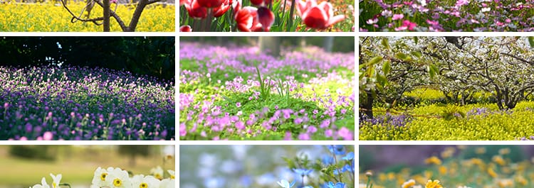 四季植物天气变幻变化季节交替春夏秋冬季抖音高清剪辑短视频素材