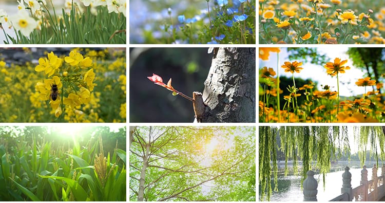 四季植物天气变幻变化季节交替春夏秋冬季抖音高清剪辑短视频素材