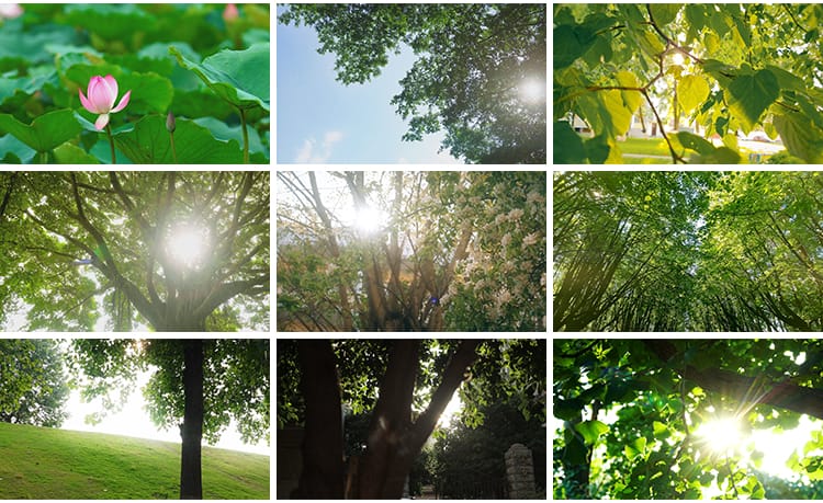 四季植物天气变幻变化季节交替春夏秋冬季抖音高清剪辑短视频素材