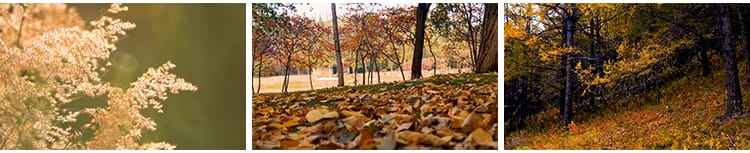 四季植物天气变幻变化季节交替春夏秋冬季抖音高清剪辑短视频素材