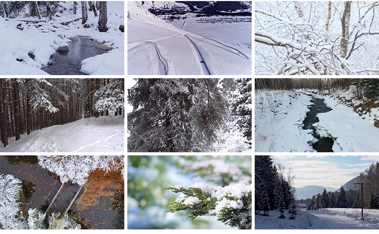四季植物天气变幻变化季节交替春夏秋冬季抖音高清剪辑短视频素材