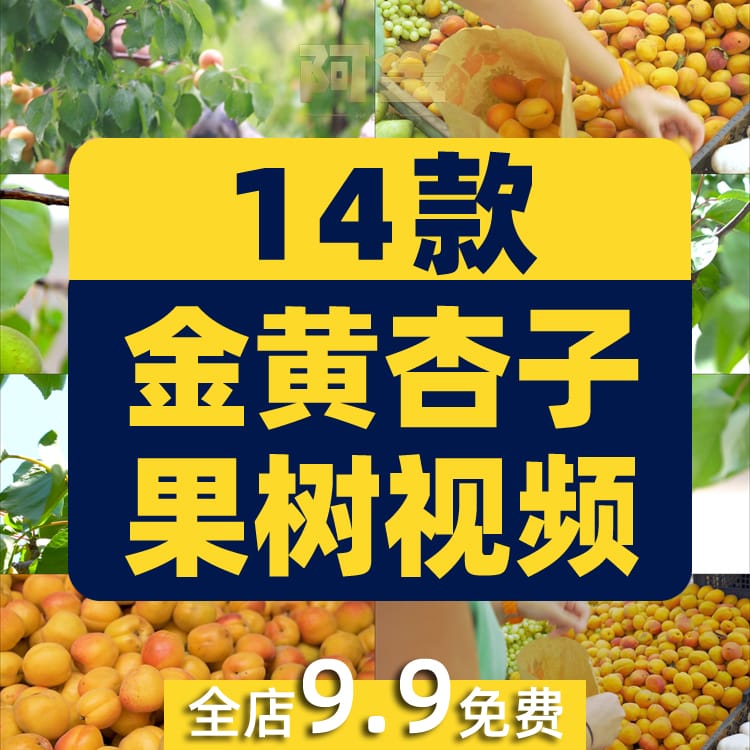 金黄杏子果树农业种植采摘果园抖音短视频自媒体高清实拍素材剪辑