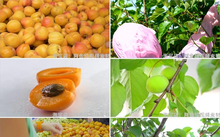 金黄杏子果树农业种植采摘果园抖音短视频自媒体高清实拍素材剪辑
