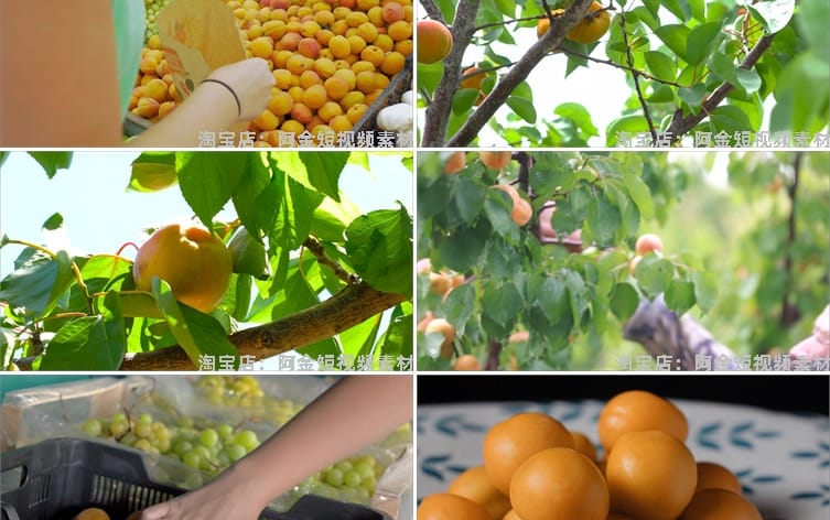 金黄杏子果树农业种植采摘果园抖音短视频自媒体高清实拍素材剪辑