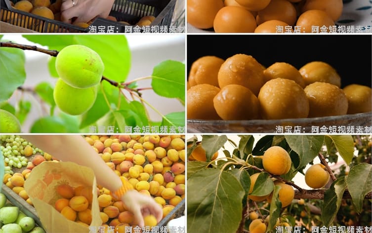 金黄杏子果树农业种植采摘果园抖音短视频自媒体高清实拍素材剪辑