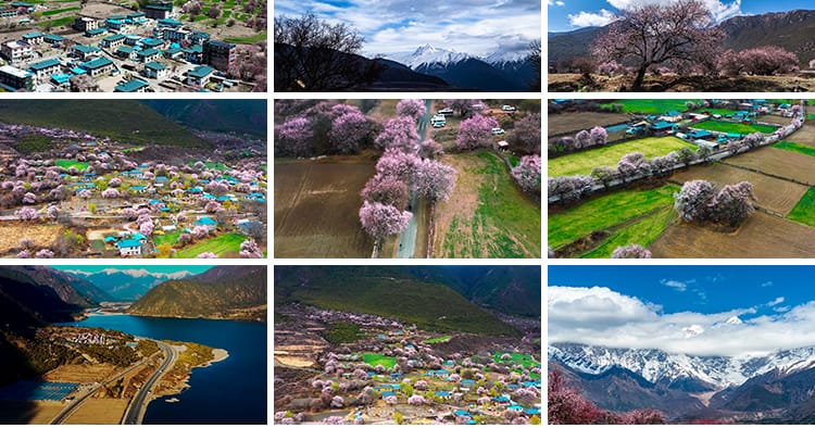 西藏林芝风光桃花节波密桃花沟藏族村落风景旅游景点高清视频素材
