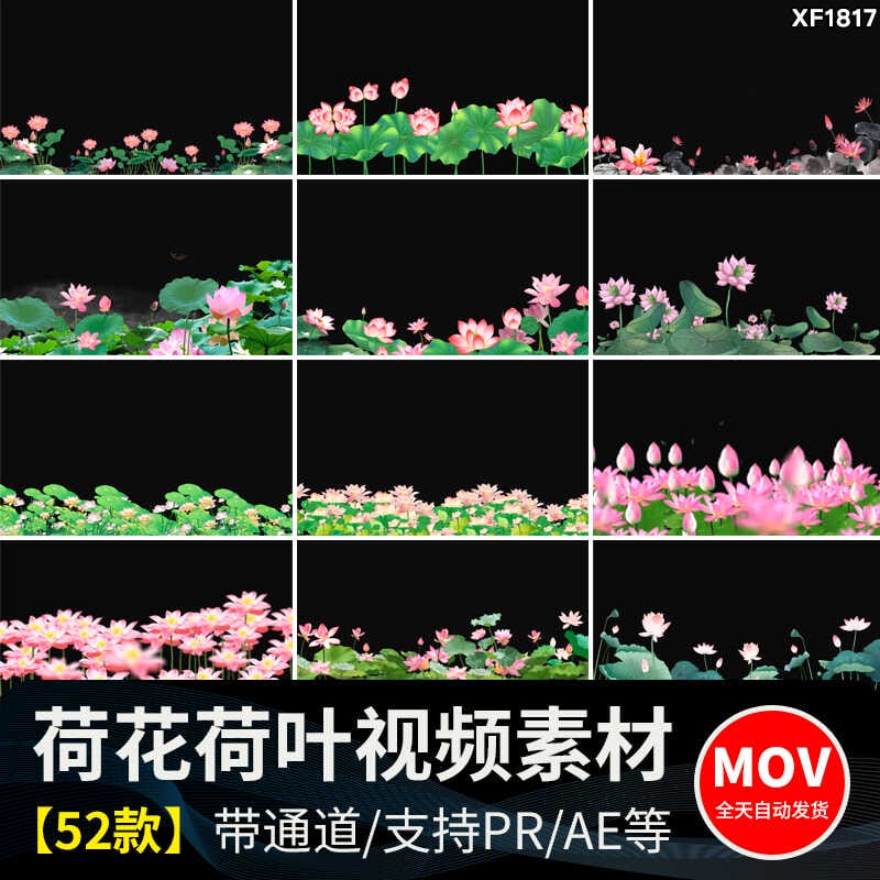 荷花莲花荷叶绽放摆动古风水墨透明通道后期合成MOV动态视频素材