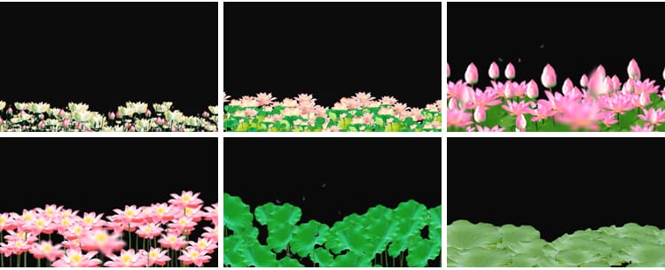 荷花莲花荷叶绽放摆动古风水墨透明通道后期合成MOV动态视频素材