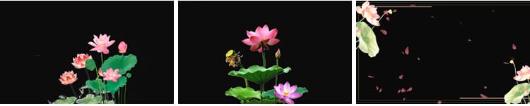 荷花莲花荷叶绽放摆动古风水墨透明通道后期合成MOV动态视频素材