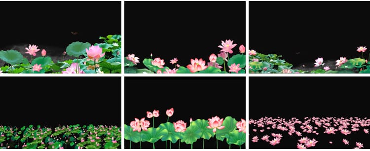 荷花莲花荷叶绽放摆动古风水墨透明通道后期合成MOV动态视频素材