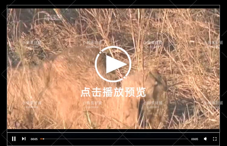 BBC儿童教育纪录片少儿动物世界全4季中视频自媒体解说视频素材