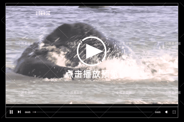 BBC儿童教育纪录片少儿动物世界全4季中视频自媒体解说视频素材