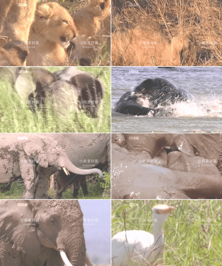 BBC儿童教育纪录片少儿动物世界全4季中视频自媒体解说视频素材