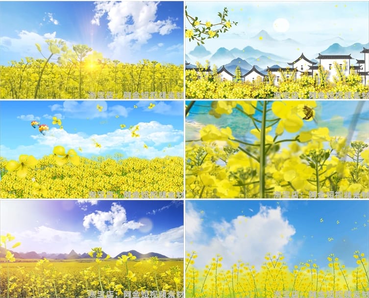 油菜花花海唯美大自然乡村风景素材高清旅游自然治愈系短视频背景