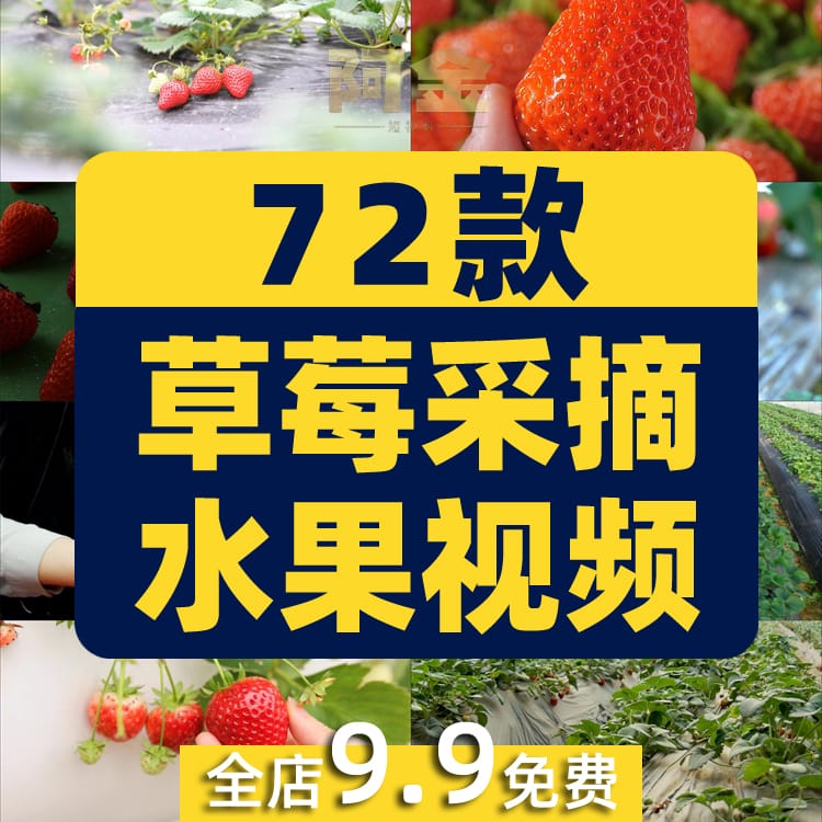 草莓种植园水果采摘大棚果园红色特写抖音短视频高清实拍素材剪辑