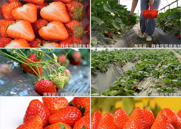 草莓种植园水果采摘大棚果园红色特写抖音短视频高清实拍素材剪辑