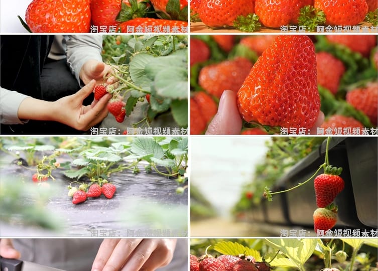 草莓种植园水果采摘大棚果园红色特写抖音短视频高清实拍素材剪辑