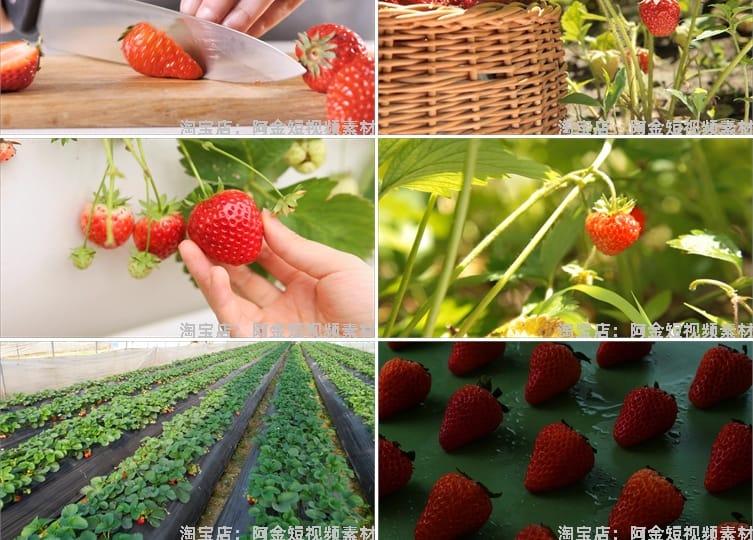 草莓种植园水果采摘大棚果园红色特写抖音短视频高清实拍素材剪辑