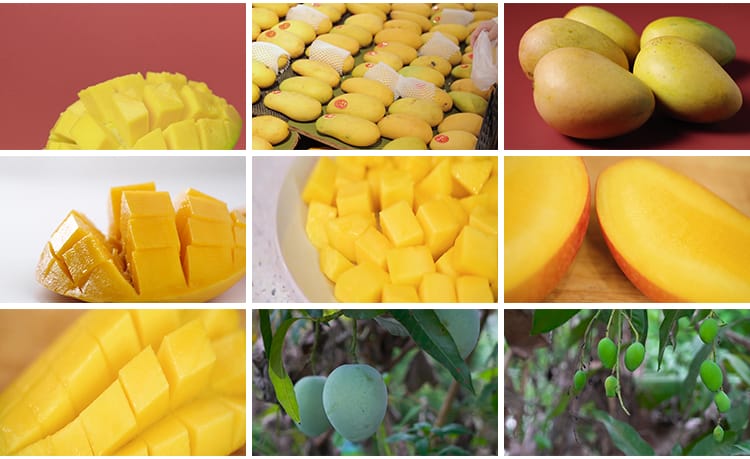 新鲜成熟切开芒果水果芒果汁热带水果实拍特写高清剪辑短视频素材