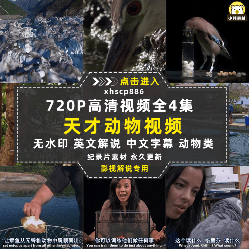 BBC动物行为研究纪录片天才动物中视频自媒体解说高清视频素材