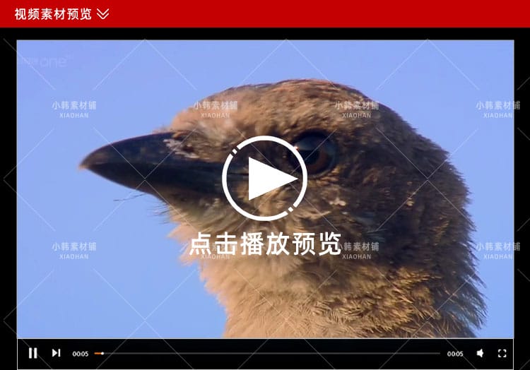 BBC动物行为研究纪录片天才动物中视频自媒体解说高清视频素材