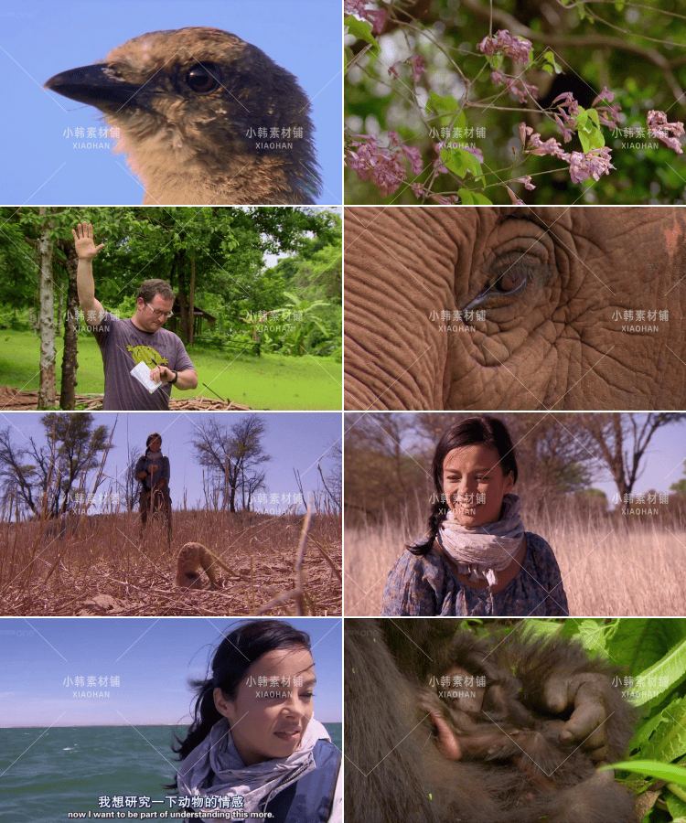 BBC动物行为研究纪录片天才动物中视频自媒体解说高清视频素材