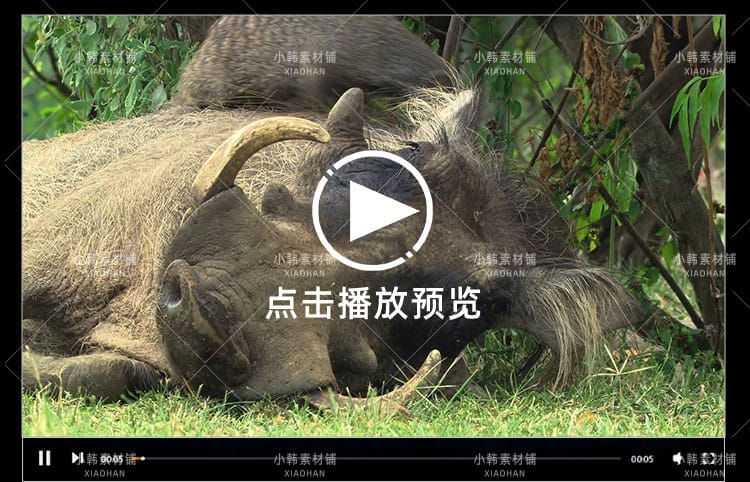 国家地理生命探索纪录片掠食动物生存战中视频自媒体解说视频素材