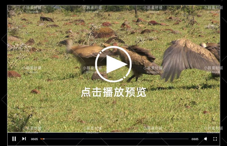 国家地理生命探索纪录片掠食动物生存战中视频自媒体解说视频素材