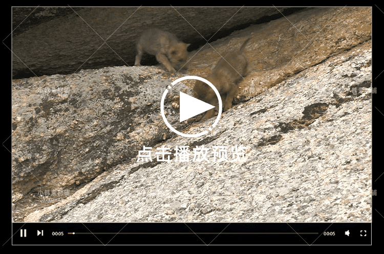 国家地理生命探索纪录片掠食动物生存战中视频自媒体解说视频素材