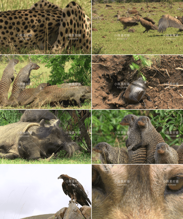 国家地理生命探索纪录片掠食动物生存战中视频自媒体解说视频素材